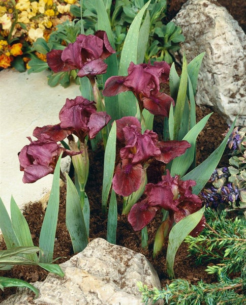 Iris x barb.-nana 'Pastel Charme', pastellfarben, ca. 11x11 cm Topf