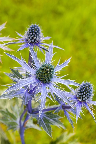 Eryngium planum, Flachblatt-Mannstreu, stahlblau, ca. 9x9 cm Topf