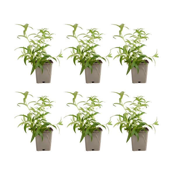 Sechs grüne Kräuterpflanzen in grauen quadratischen Kunststofftöpfen.