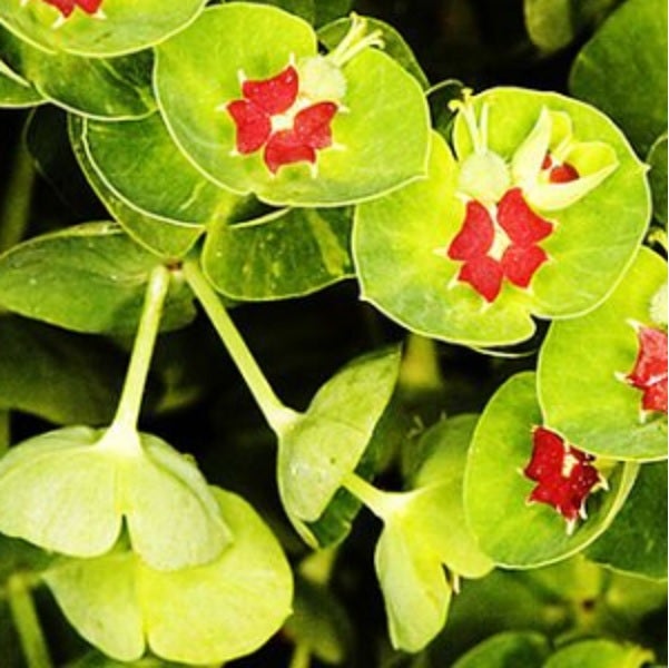 Nahaufnahme von Wolfsmilch mit grünen Blättern und roten Blüten
