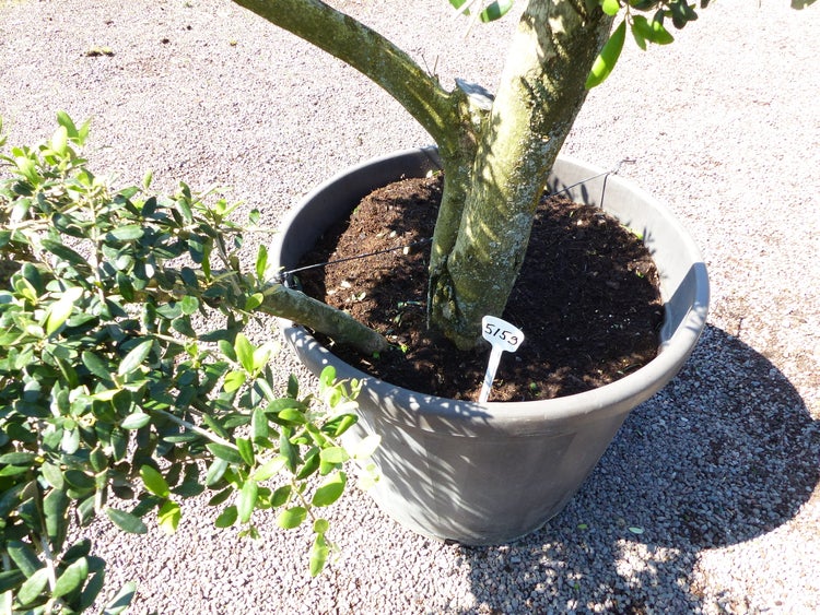 Olivenbaum 8 Pon Pon Bonsai Formgehölz Gartenbonsai Olea europaea Olive winterhart