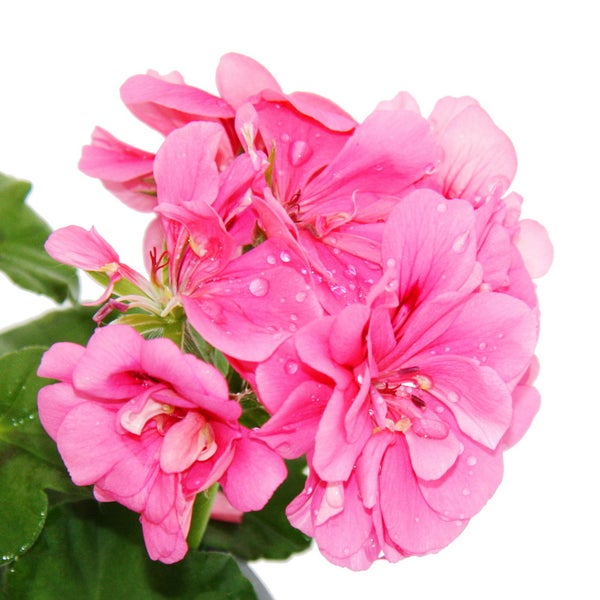 Geranien hängend - Pelargonium peltatum - 12cm Topf - Set mit 3 Pflanzen - rosa
