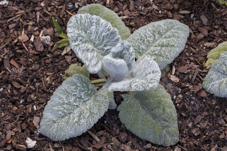 Nahaufnahme einer Wollziestpflanze im Gartenbeet