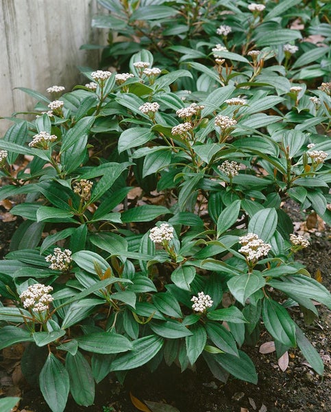Viburnum davidii, Immergrüner Schneeball, 40–60 cm