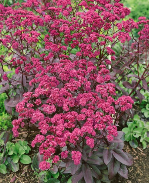 Sedum telephium 'Red Cauli', Fetthenne, rot, ca. 11x11 cm Topf