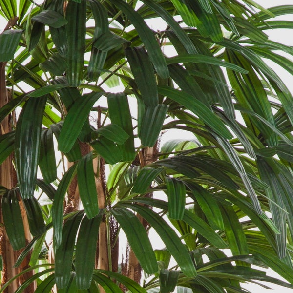 Nahaufnahme einer Steckenpalme mit dichten, grünen fächerartigen Blättern und braunen Stängeln.