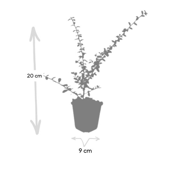 Silhouette einer Pflanze im Topf mit einer Höhe von 20 Zentimetern und einem Topfdurchmesser von 9 Zentimetern.