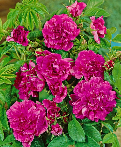 Rosa 'Hansa', Rugosa-Rose, purpurrot, 5-7,5 Liter Container