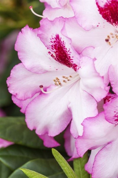 Nahaufnahme einer Rhododendronblüte mit pinkfarbenen Akzenten