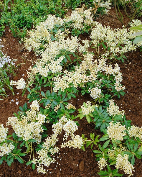Pieris japonica 'Debutante', Japanische Lavendelheide, weiß, 20–25 cm