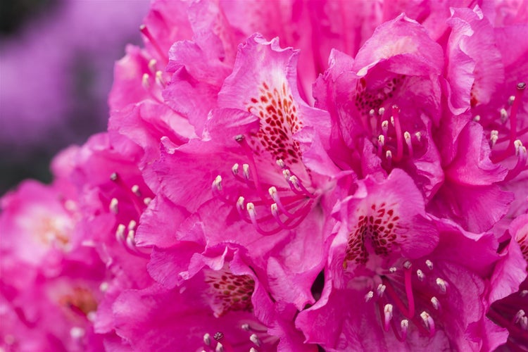 Rhododendron Hybr. 'Hachm. Feuerschein', leuchtend rot, 30–40 cm