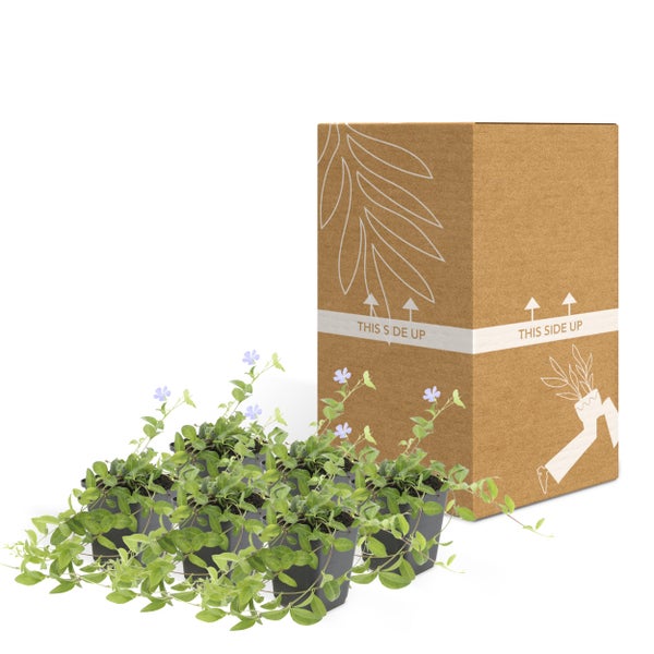 Bodendecker - Kleines Immergrün - Vinca minor - 9cm Topf - Set mit 6 Pflanzen