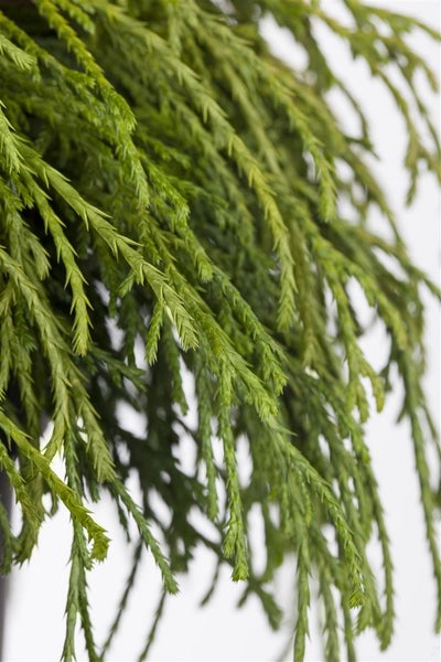 Chamaecyparis pisifera 'Nana', Zwerg-Scheinzypresse, 15–20 cm