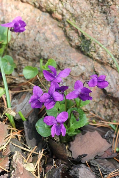 Viola odorata, Duftveilchen, violett, ca. 9x9 cm Topf