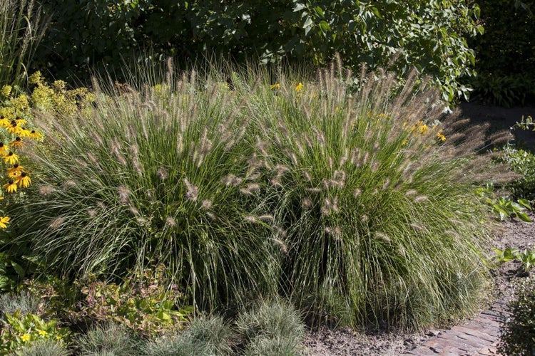 Zwei Ziergräser im Garten