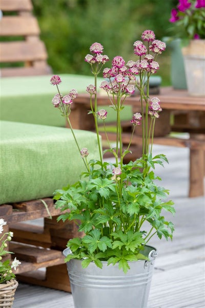 Astrantia major 'Abbey Road', Sterndolde, dunkelrot, ca. 11x11 cm Topf