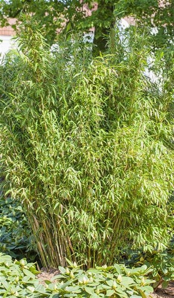 Fargesia murieliae 'Jumbo', Bambus, immergrün, 60–100 cm