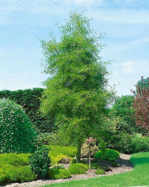 Alnus glutinosa 'Imperialis', Schwarzerle, 80 cm Stammhöhe