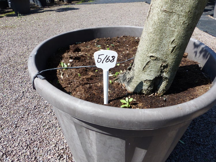 Olivenbaum 4 Pon Pon Bonsai Formgehölz Gartenbonsai Olea europaea Olive winterhart