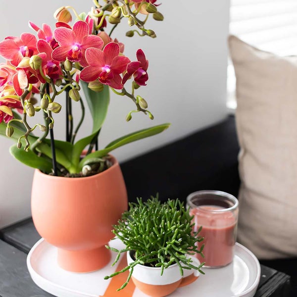 Kolibri Orchidee im Topf