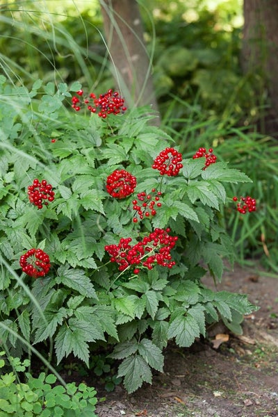Actaea rubra, Rote Christophskraut, ca. 11x11 cm Topf