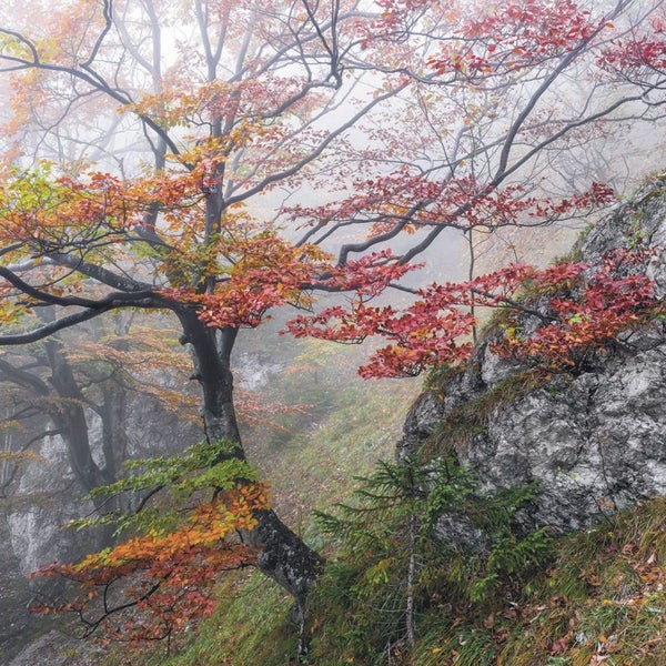 Landschaft mit Nebel, Bäumen und Felsen im Herbst