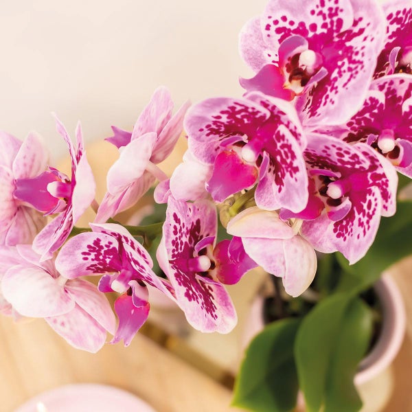 Kolibri Company Set rosa gefleckter Orchidee und Sukkulente auf weißem Tablett frisch vom Züchter