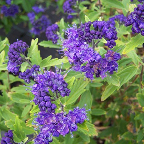 Nahaufnahme einer Klippenmyrte mit blau-violetten Blüten und grünen Blättern
