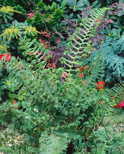 Dryopteris affinis 'Cristata The King', Farn, ca. 9x9 cm Topf