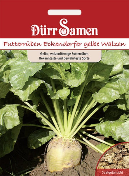 Samenpackung für Futterrüben Eckendorfer gelbe Walzen von Dürr Samen mit Abbildung der wachsenden Pflanze und Saatgutansicht.