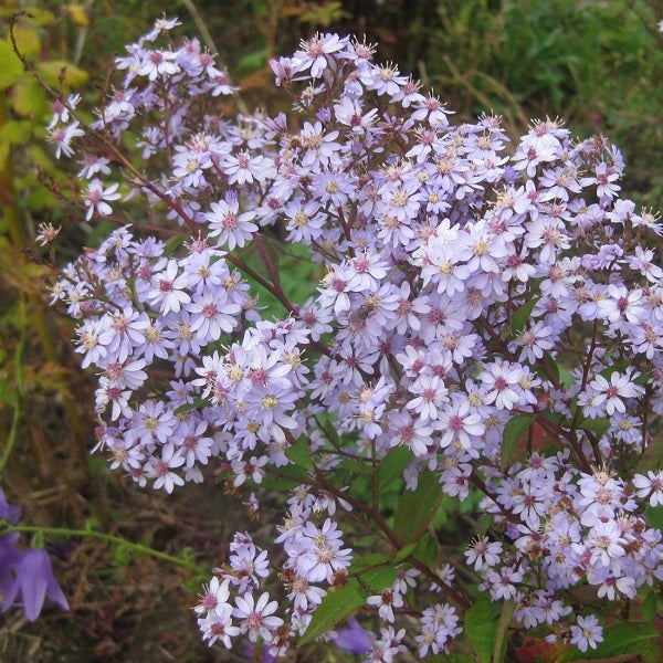 Nahaufnahme einer Rispenaster Pflanze im Garten.