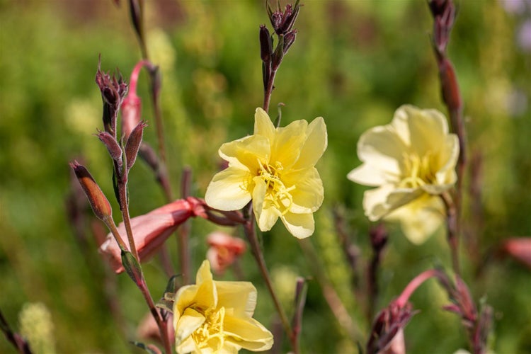 Gelbe Nachtkerzenblüten im Garten