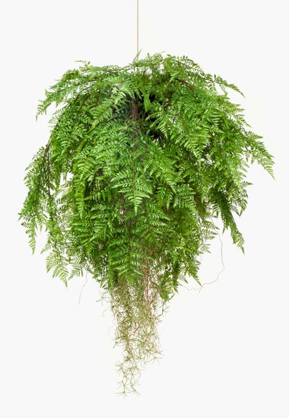 Künstlicher Säulenkaktus in zwei verschiedenen Höhen, grün, in schwarzen Töpfen.