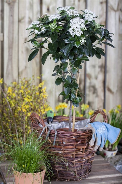 Viburnum tinus, Lorbeer-Schneeball, immergrün, 25–30 cm