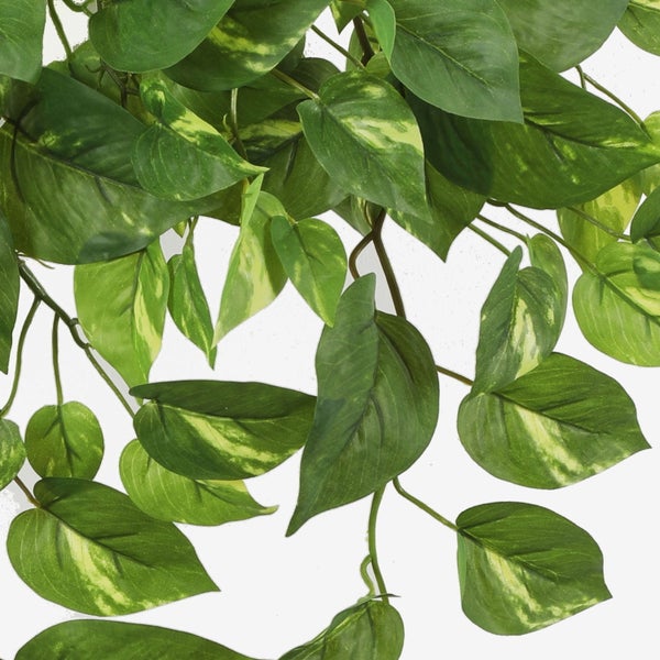 Efeutute Epipremnum aureum mit herzförmigen, grün-gelb gemusterten Blättern an einer herabhängenden Ranke.