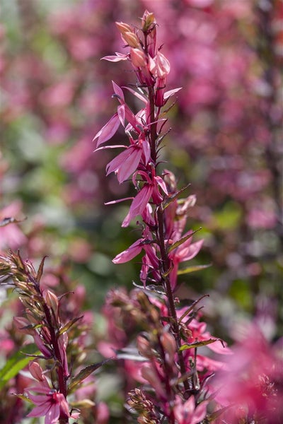 Lobelia x speciosa 'Fan-Lachs', lachsfarben, ca. 9x9 cm Topf