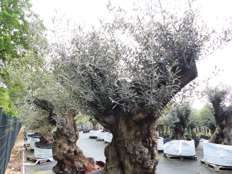 genau dieser Baum L5 Olivenbaum 250 cm, knorrige alte urige Olive winterhart