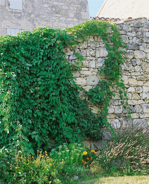 Steinmauer mit Kletterpflanzen und Gartenblumen