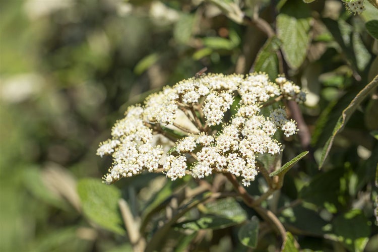 Nahaufnahme einer blühenden Viburnum-tinus-Pflanze mit grünen Blättern