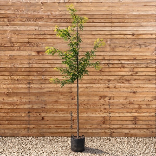 Ein junger Gleditschie Baum im Pflanzcontainer vor einer Holzwand
