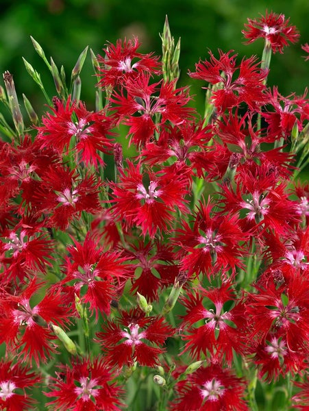 Dianthus superbus, Pracht-Nelke, rosa Blüten, ca. 9x9 cm Topf