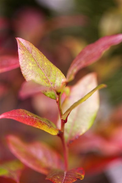 Nahaufnahme der Blätter einer Pflanze mit feiner Blattstruktur und lebendiger Farbgebung als Dekoration für den Garten.