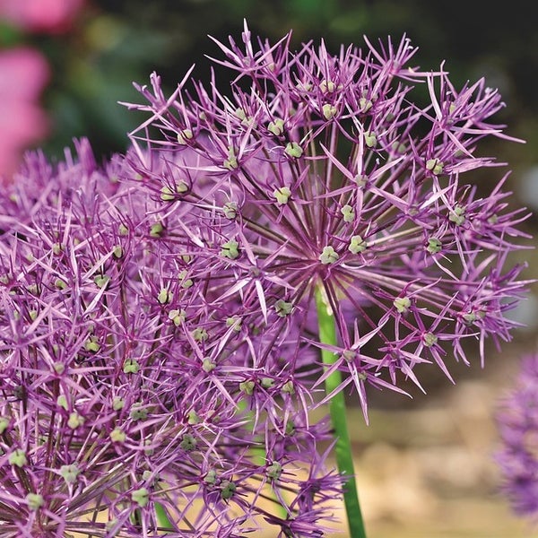 Nahaufnahme von Zierlauchblüten