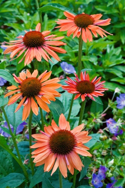 Echinacea purpurea 'Sundown' -R-, orange, ca. 11x11 cm Topf