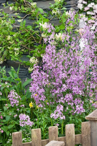 Saponaria officinalis, Seifenkraut, rosa Blüten, ca. 9x9 cm Topf