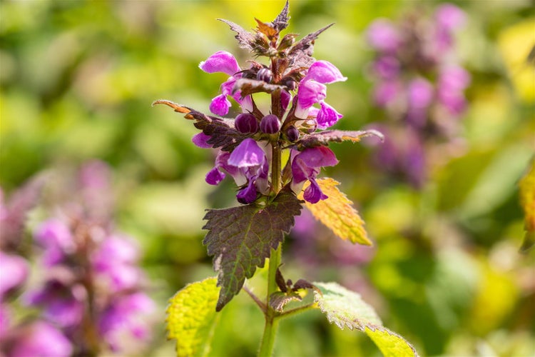 Blühende Taubnessel im Garten