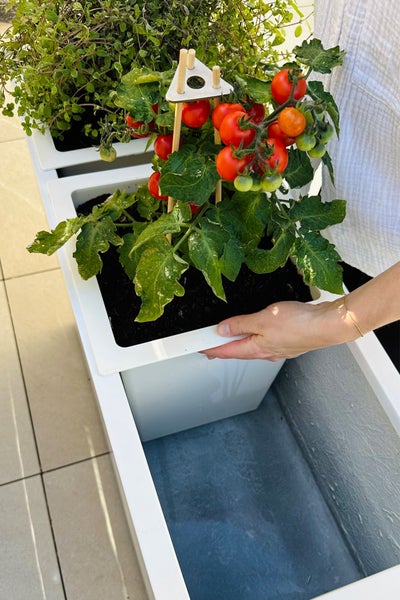 Eine Person setzt einen weißen quadratischen Topf mit einer Tomatenpflanze in einen größeren rechteckigen Pflanzkübel ein.