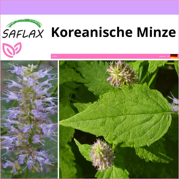 SAFLAX  - Koreanische Minze - Agastache rugosa - 1200 Samen