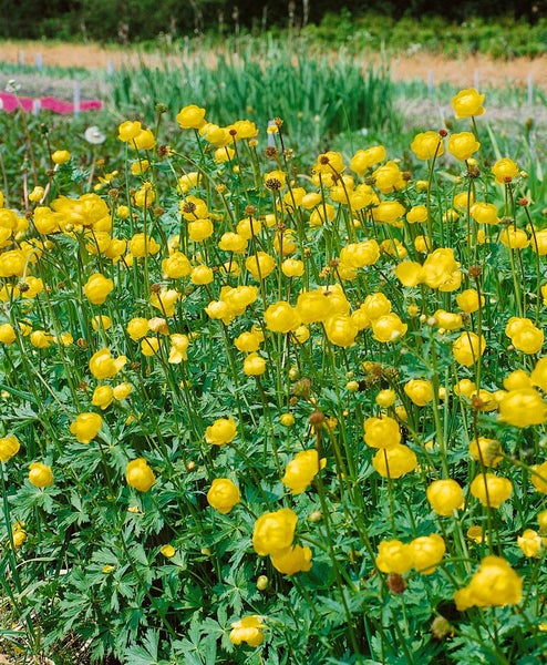 Trollius europaeus, Europäische Trollblume, gelb, ca. 9x9 cm Topf