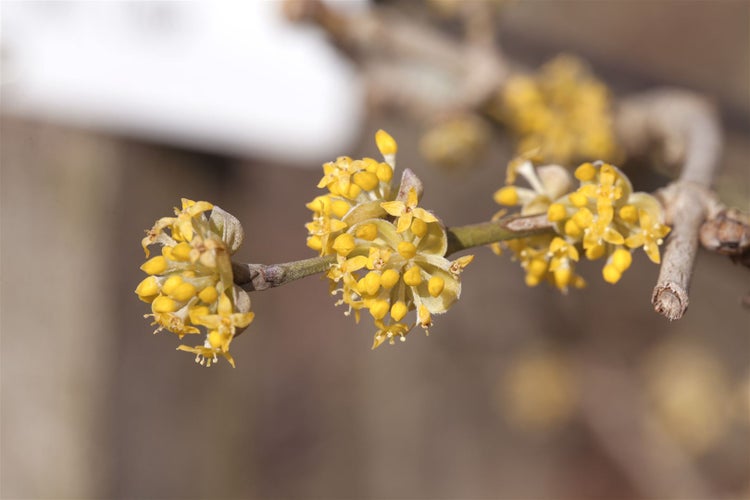 Cornus mas 'Jolico', Kornelkirsche, gelbe Blüten, 60–80 cm